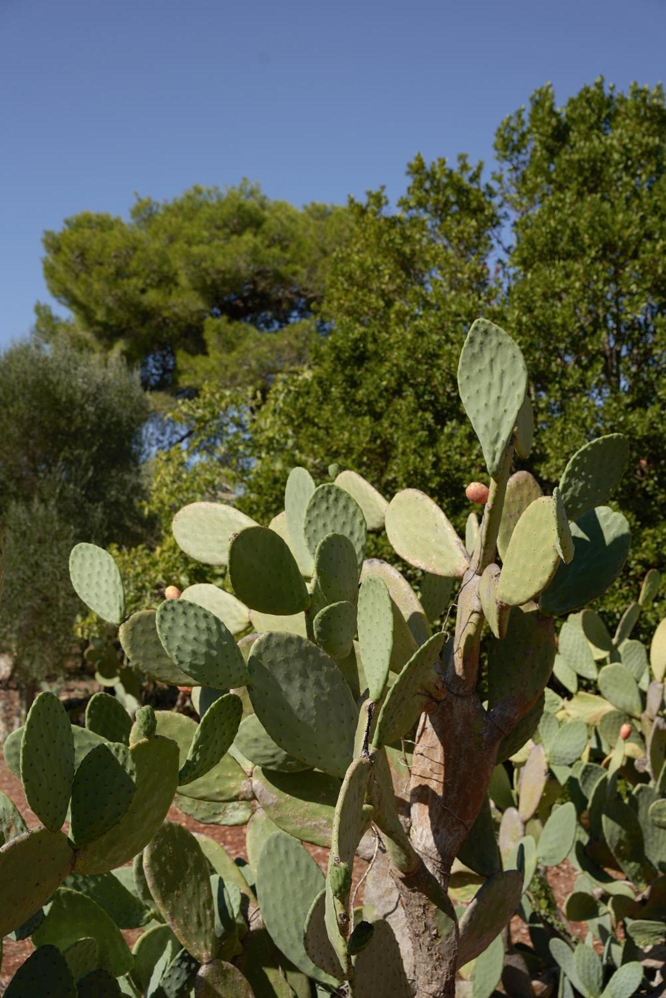 Masseria Paradiso Остуни Екстериор снимка